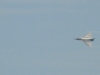 P1110862